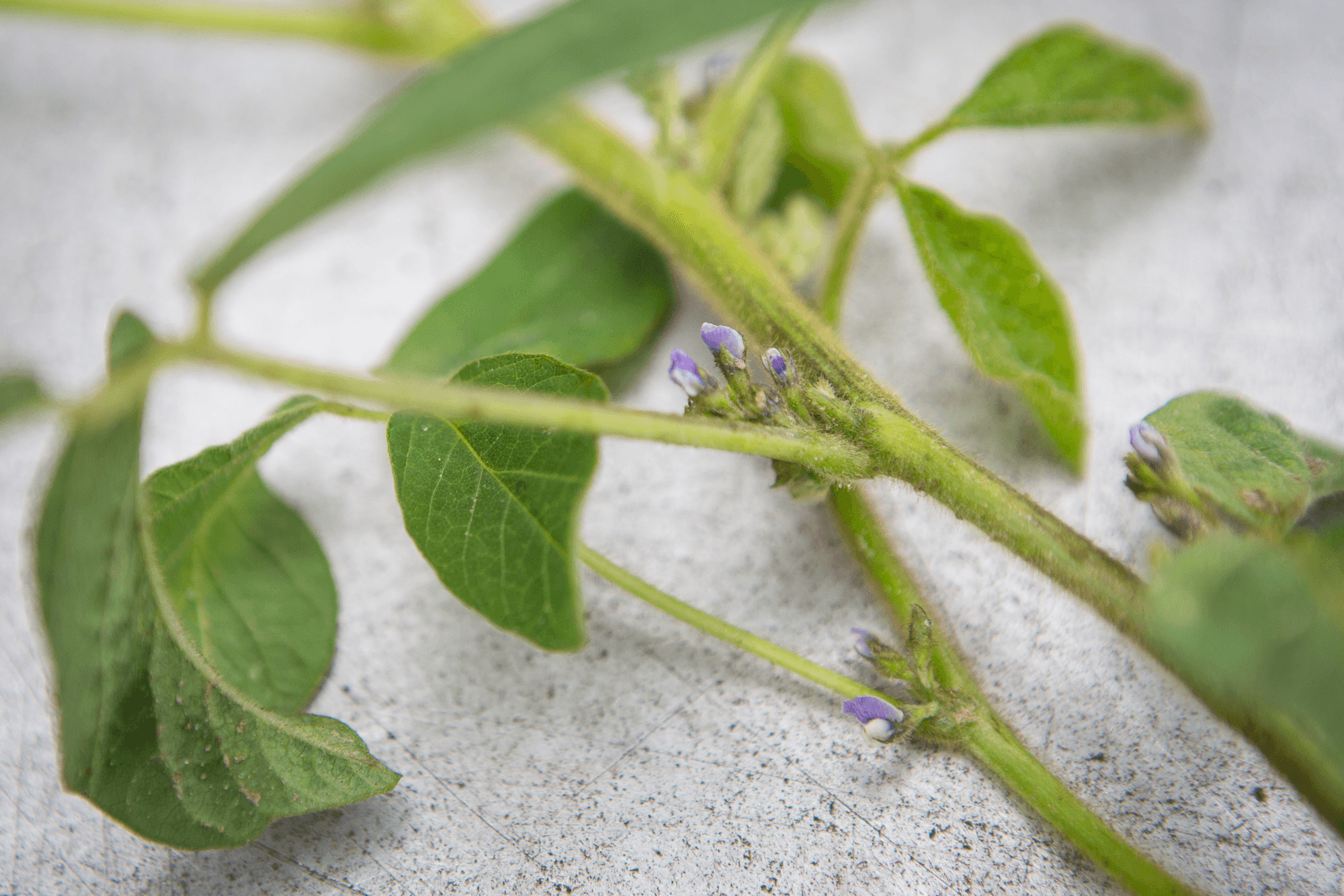 'Oekraïne teelt illegaal GMO-gewassen'. - Foto: Peter Roek