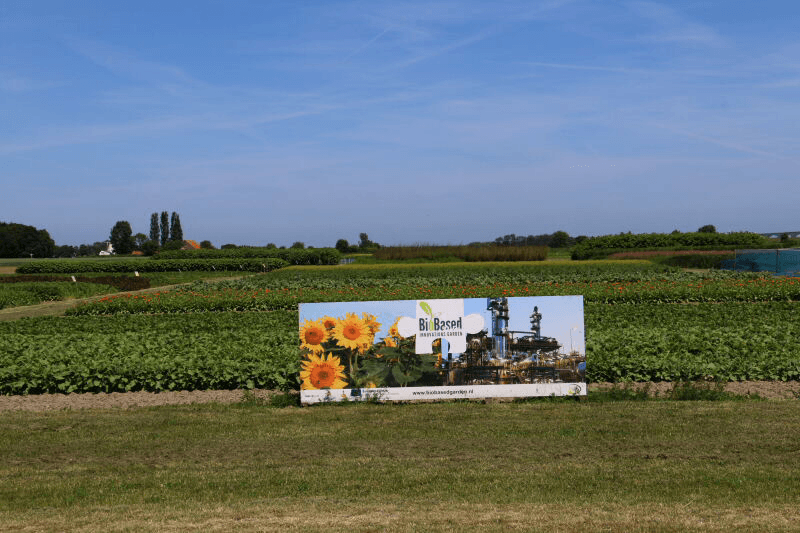 Akkerbouwgewassen voor groene grondstoffen. - Foto: Anton Dingemanse