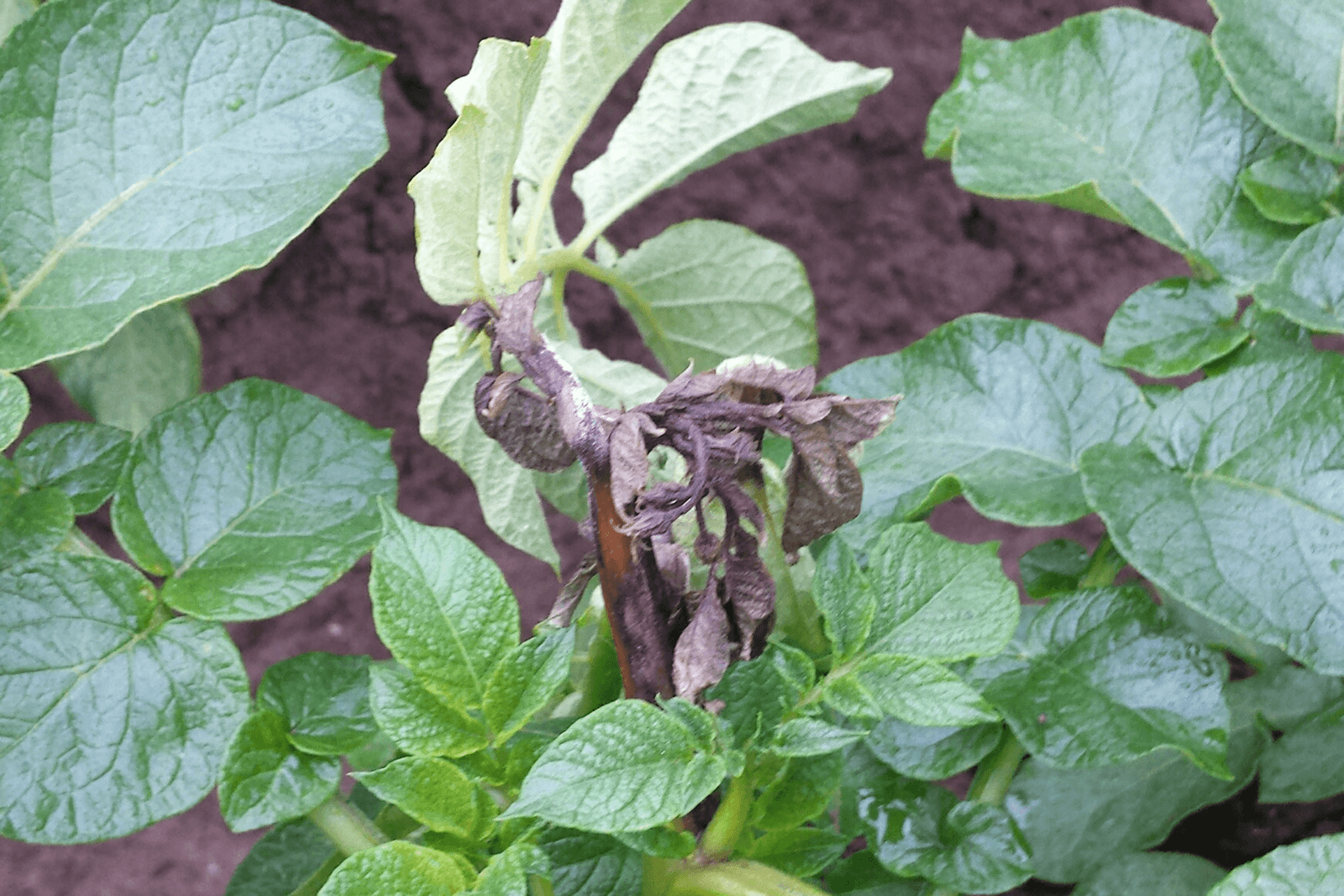 Phytophthora barst los na noodweer Zuiden. - Foto: John Remijn, Delphy