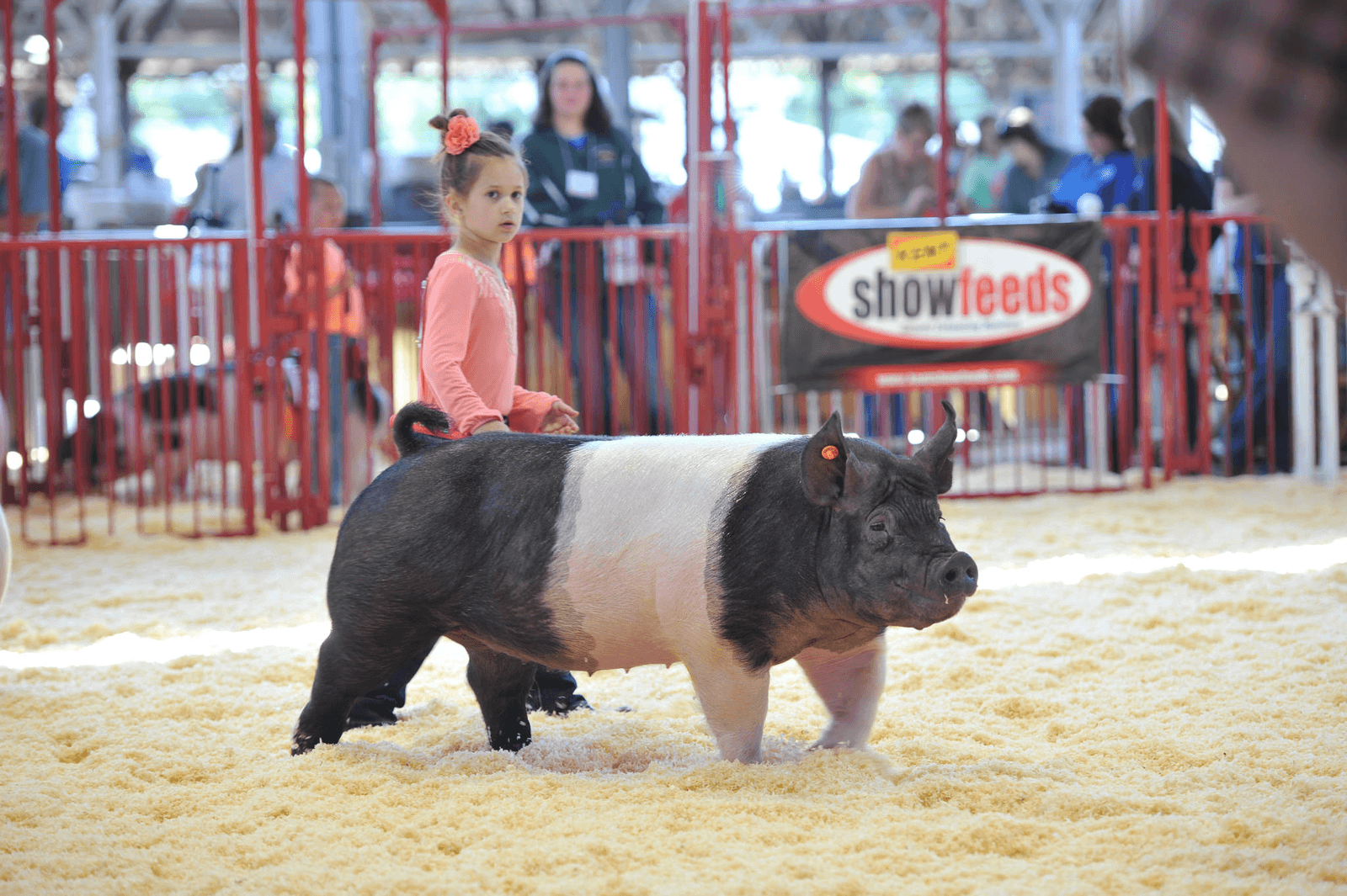 Foto: World Pork Expo