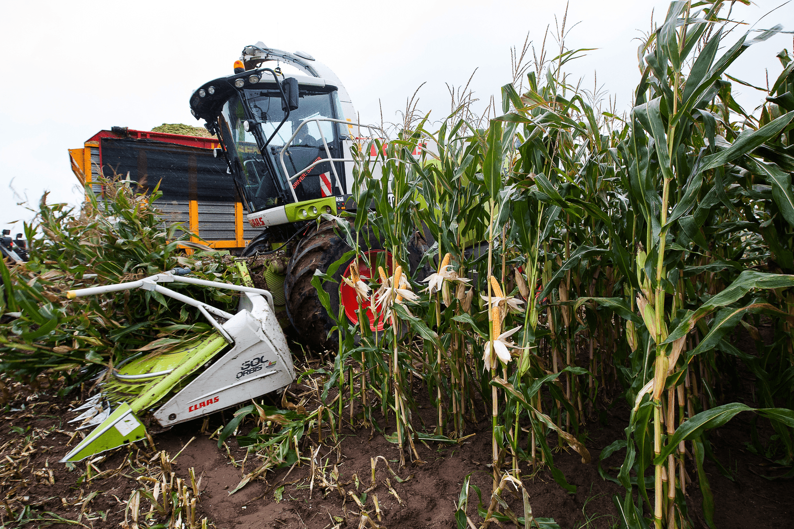 Shredlage: hogere voeropname, meer melk