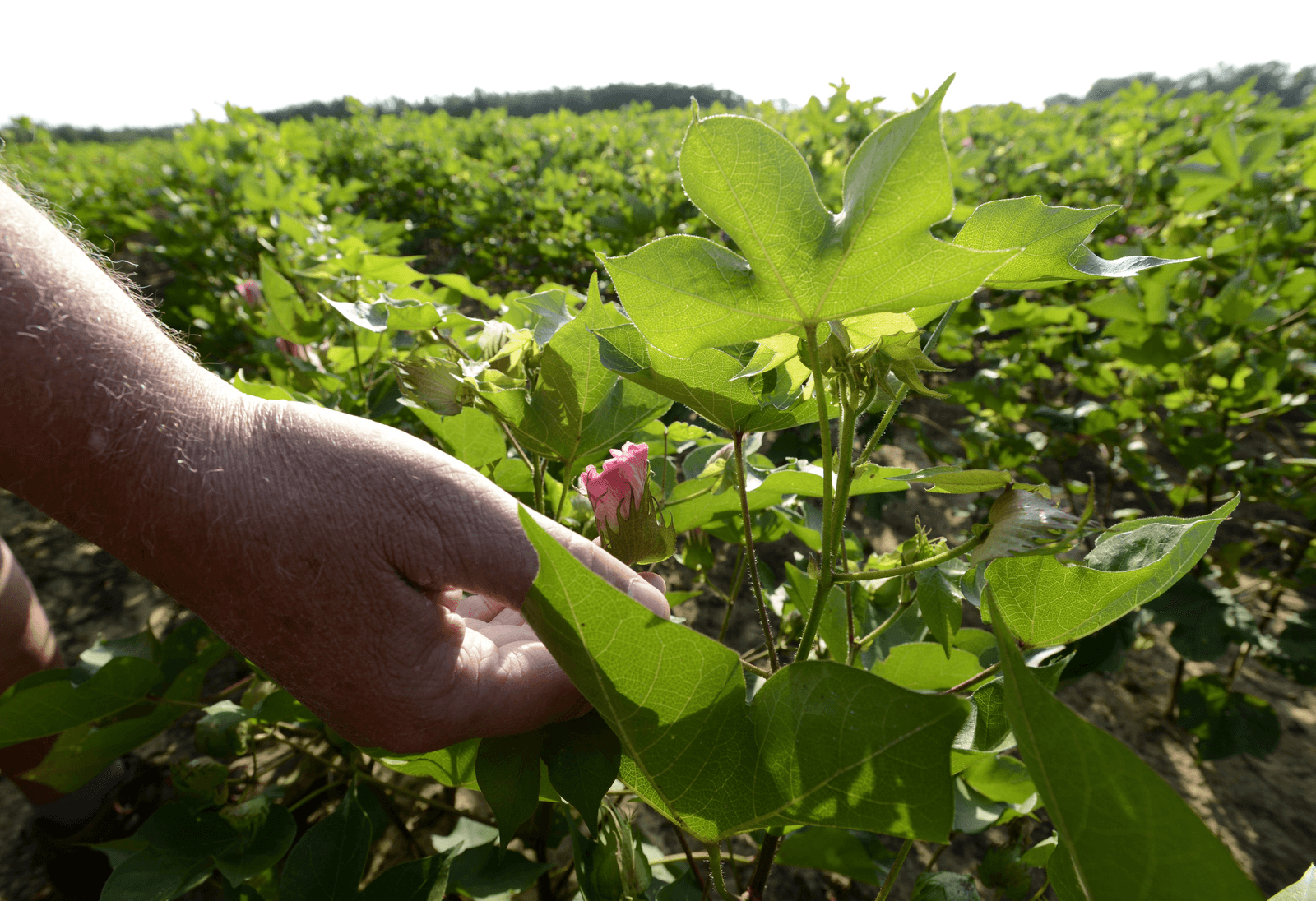 PG Economics: GMO-gewas levert akkerbouwer Australië geld op. - Foto: EPA