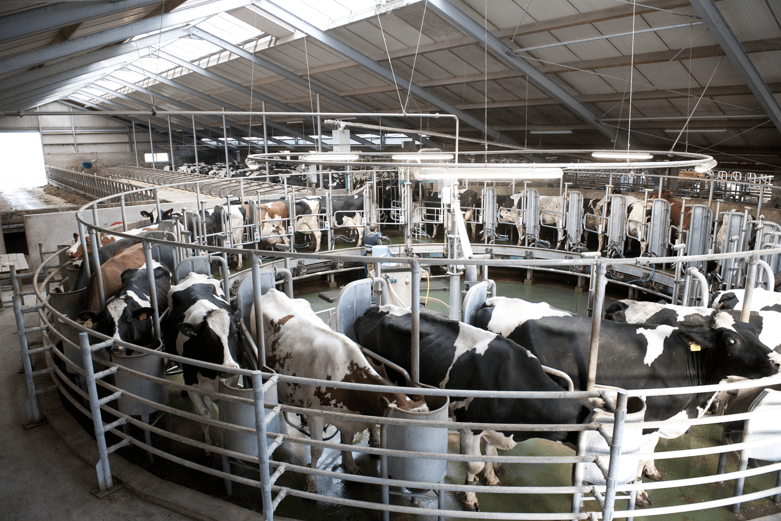 Een 28-stands melkcarrousel. Volgens Belgische brancheorganisatie BCZ moeten veehouders in EU tijdelijk minder melk produceren. Foto: Mark Pasveer
