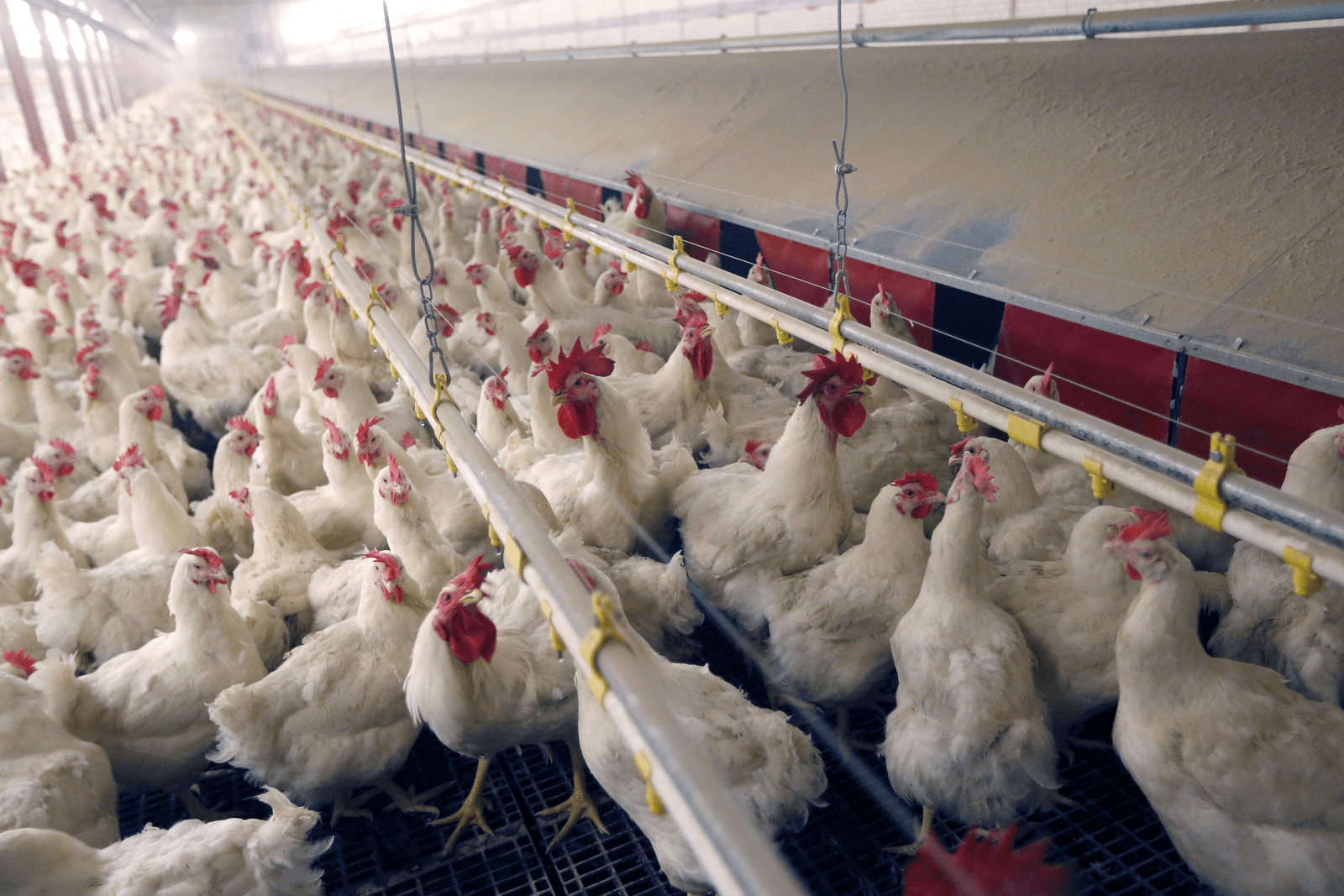 Misschien moeten Nederlandse pluimveehouders gaan integreren, net als veel kalverhouders. Foto: Bert Jansen