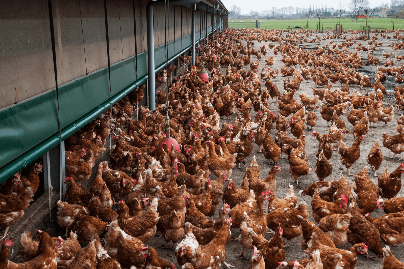 Protest tegen uitloopverbod Oss. - Foto: Herbert Wiggerman