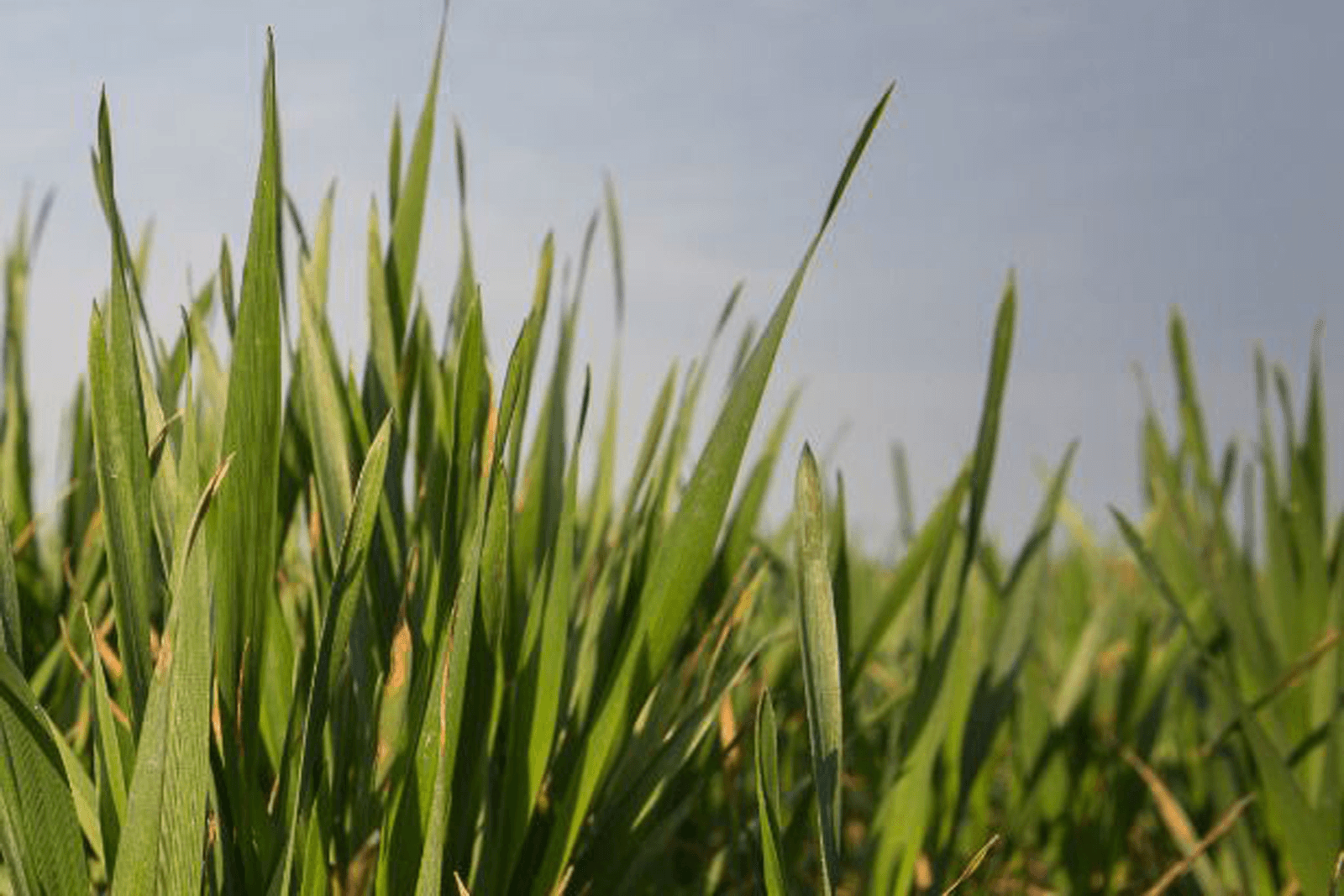 Franse telers breiden arealen verder uit - Foto: Peter Roek