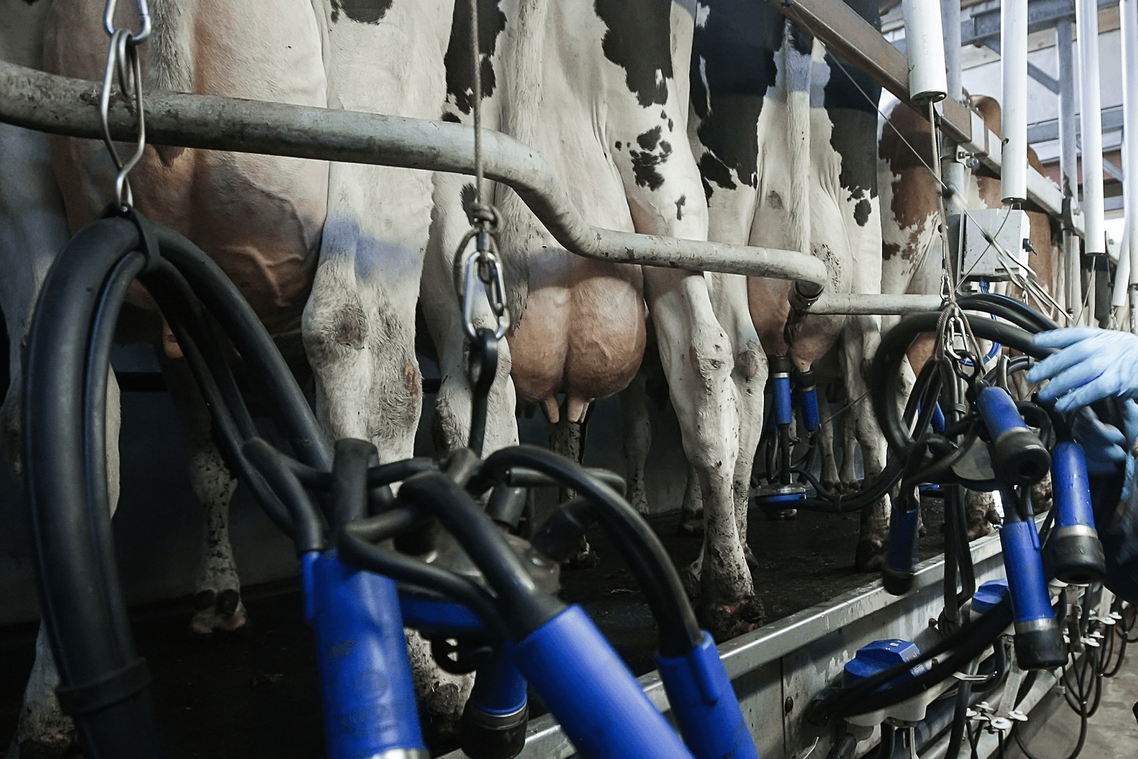 Nederlandse melkveehouder trapt niet op de rem - Foto: Koos Groenewold