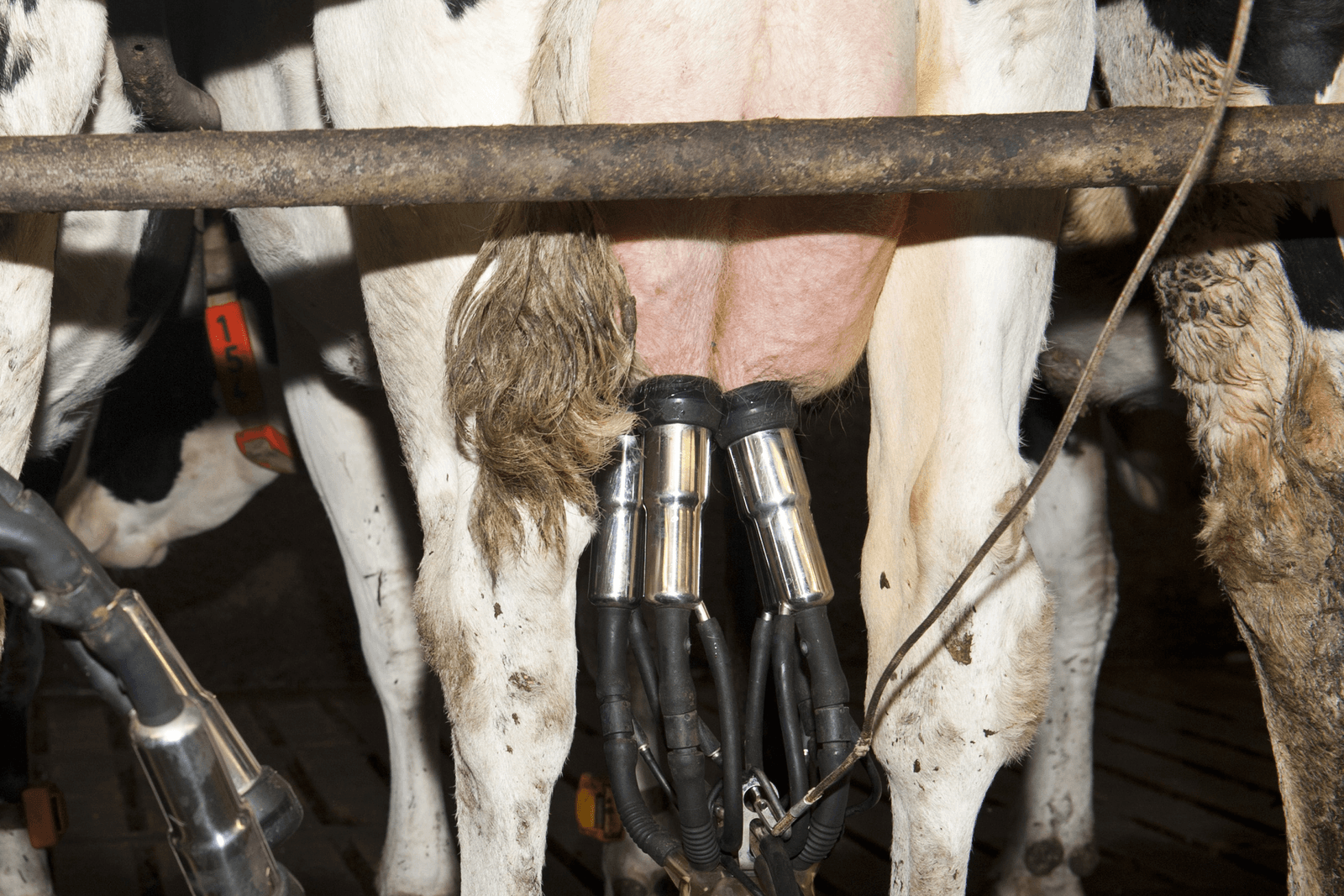 IFCN: zuivelmarkt zit weer in de lift. - Foto: Fotostudio Wick Natzijl