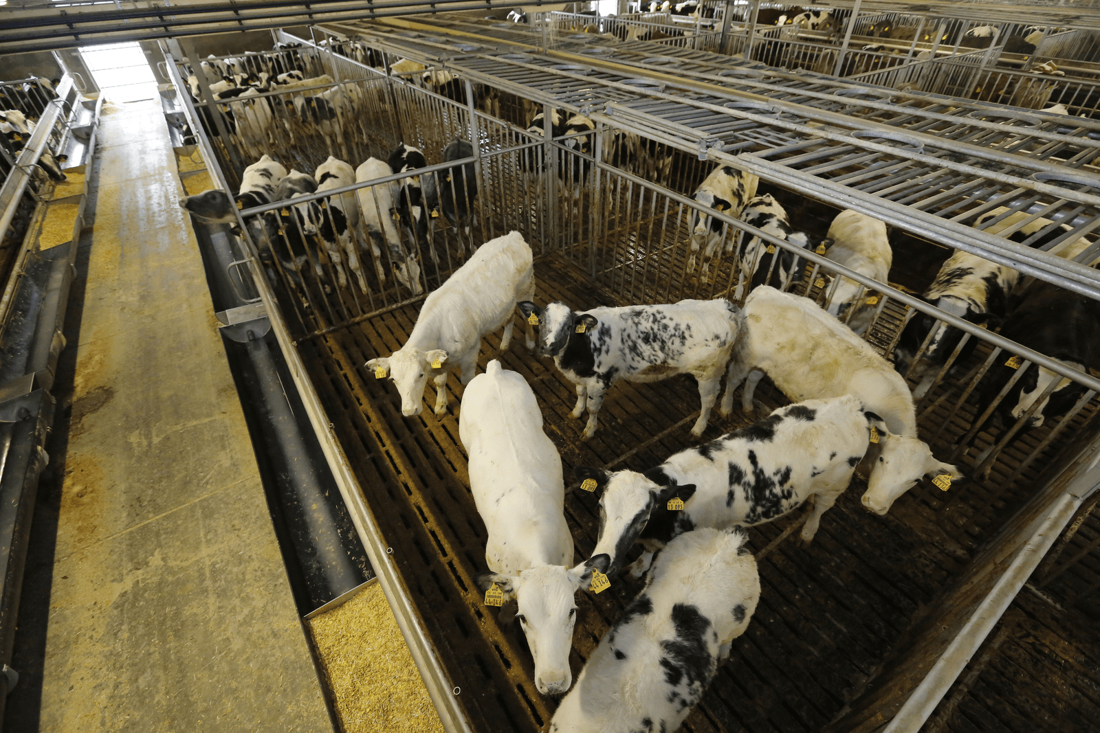 'Kalverhouder op onnavolgbare wijze de klos' - Foto: Henk Riswick