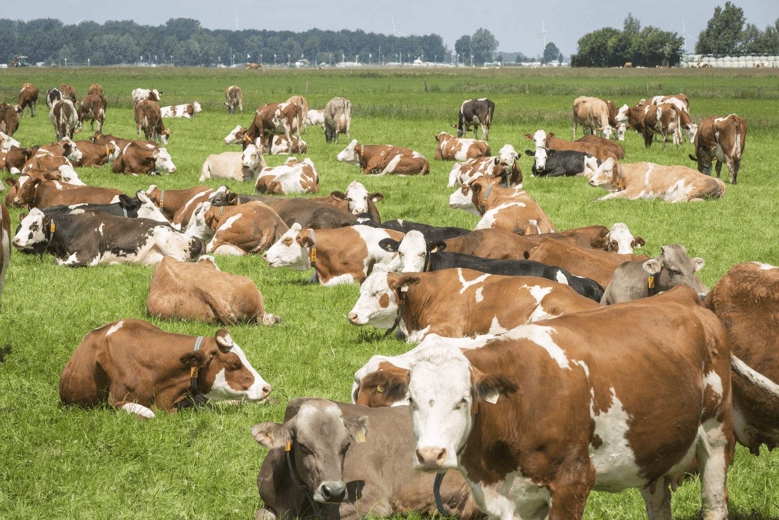 Van melkvee naar vleesvee: een gedurfde stap, maar met perspectief. - Foto: Koos Groenewold