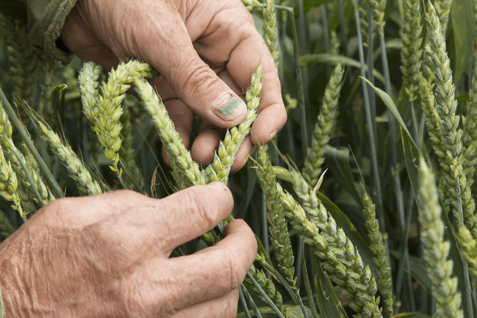 Septoria slaat toe in wintertarwe