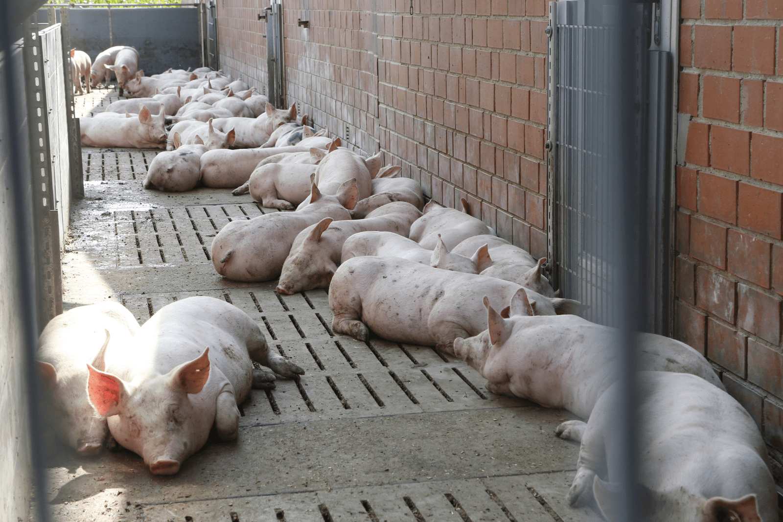 Vleesvarkens op een (Duits) bedrijf waar de dieren diverse speelmogelijkheden hebben. Dierenwelzijn is een van de punten die een rol spelen in het plan dat de Europese christendemocraten hebben opgesteld om de Europese landbouw uit het slop te trekken. Want handelsafspraken maken met landen die een lagere welzijnsstandaard hanteren, dat moesten we maar niet meer doen, zo vindt de EVP. Foto: Henk Riswick