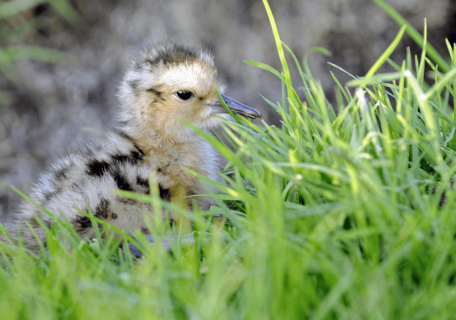 Landschappen: soms kiezen tussen grutto en vos. - Foto: Penn Communicatie