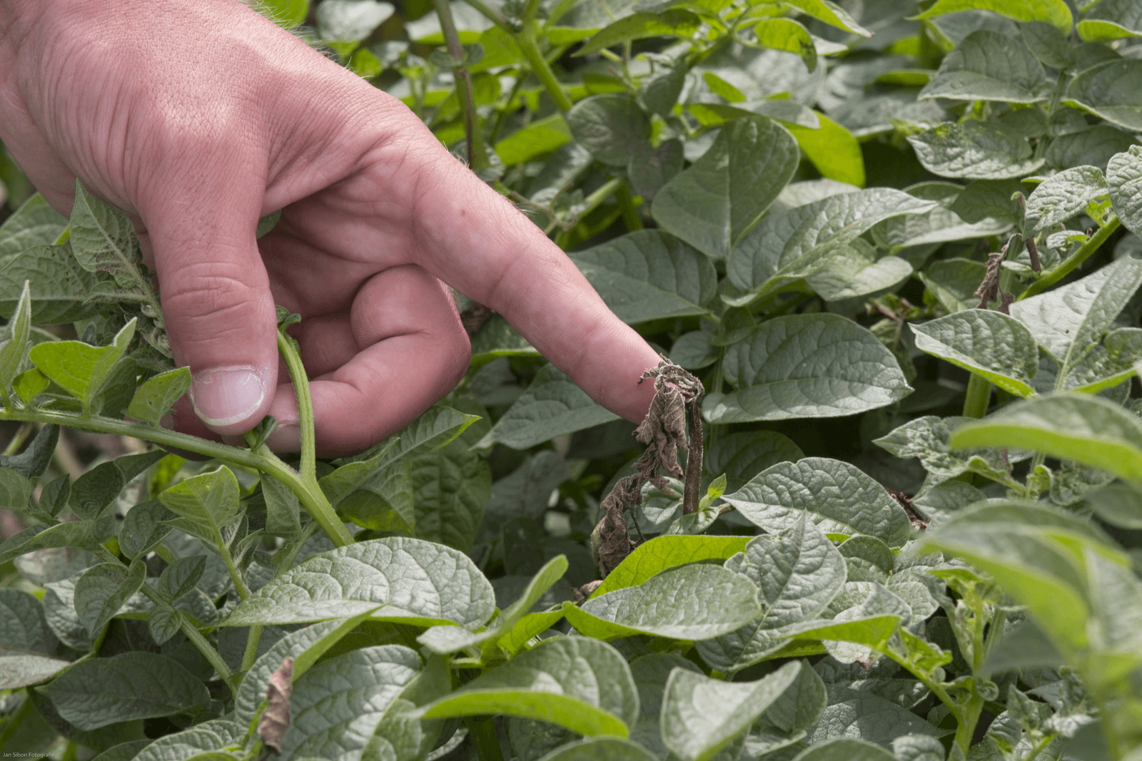 De schimmelziekte phytophthora is de grootste schadepost voor de akkerbouw.</p> <p><em>Foto: Ronald Hissink</em>