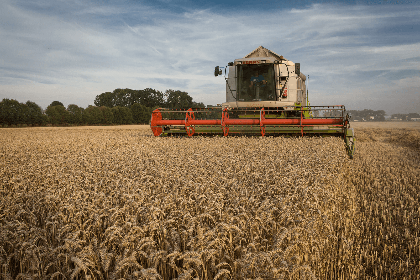 Oogsten van tarwe. ABN Amro verwacht voor dit jaar een stabiele prijs voor tarwe.</p> <p><em>Foto: Peter Roek</em>