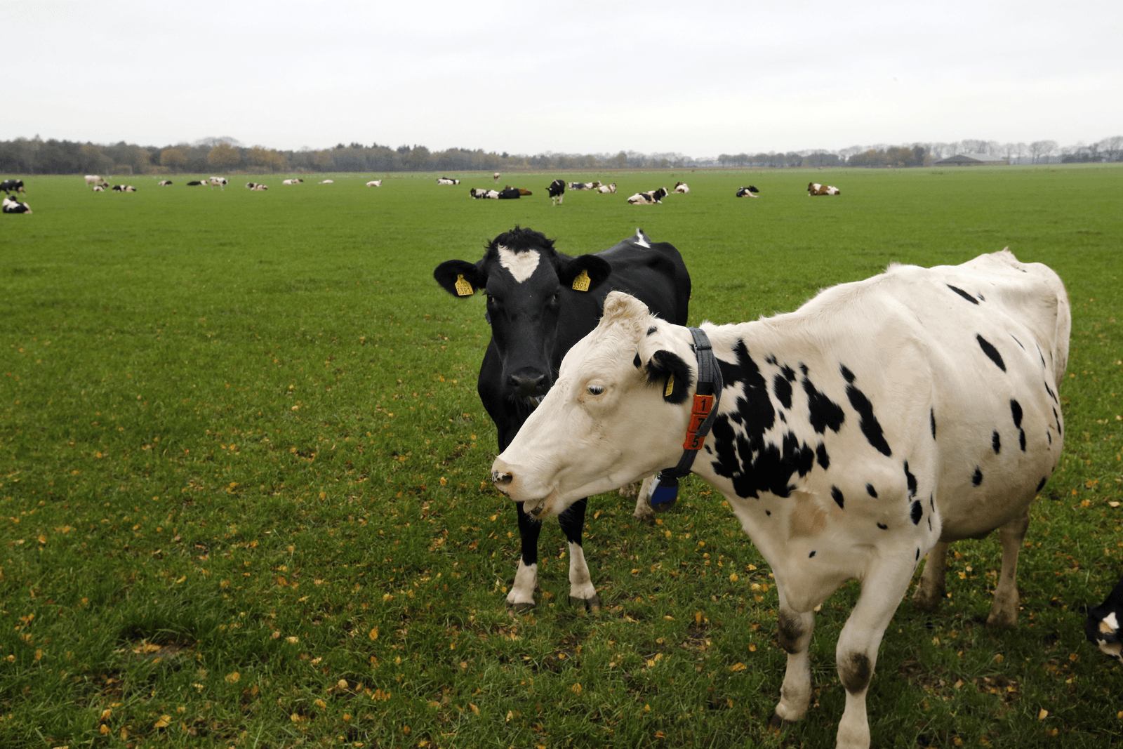 Weidegang is een van de maatregelen die bij de Natura-proefbedrijven hebben bijgedragen aan een 3% lagere ammoniakuitstoot bij, let wel, een melkproductiegroei van 20%.<br /><em>Foto: Bert Jansen</em>