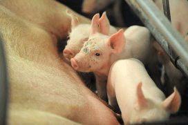 Foto: Pig Progress