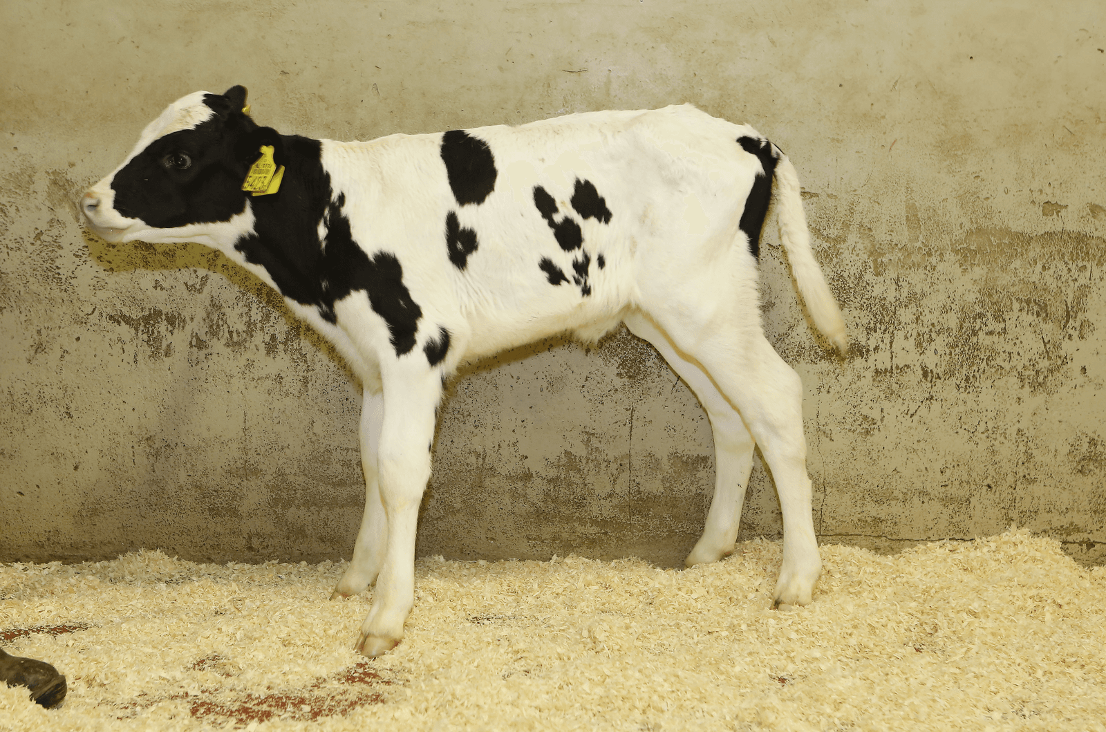 Nuchter kalf op een verzamelplaats.<em><br />Foto: Henk Riswick</em>