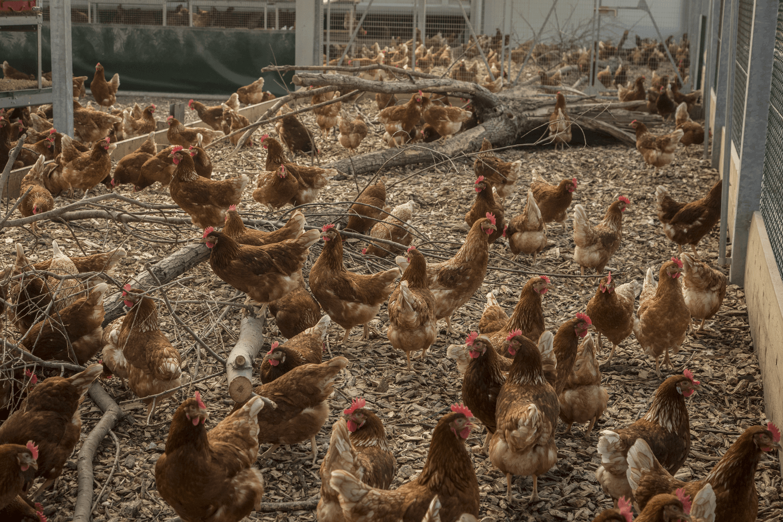 Leghennen (die niks mankeren) op een pluimveebedrijf in Gelderland. Foto: Koos Groenewold