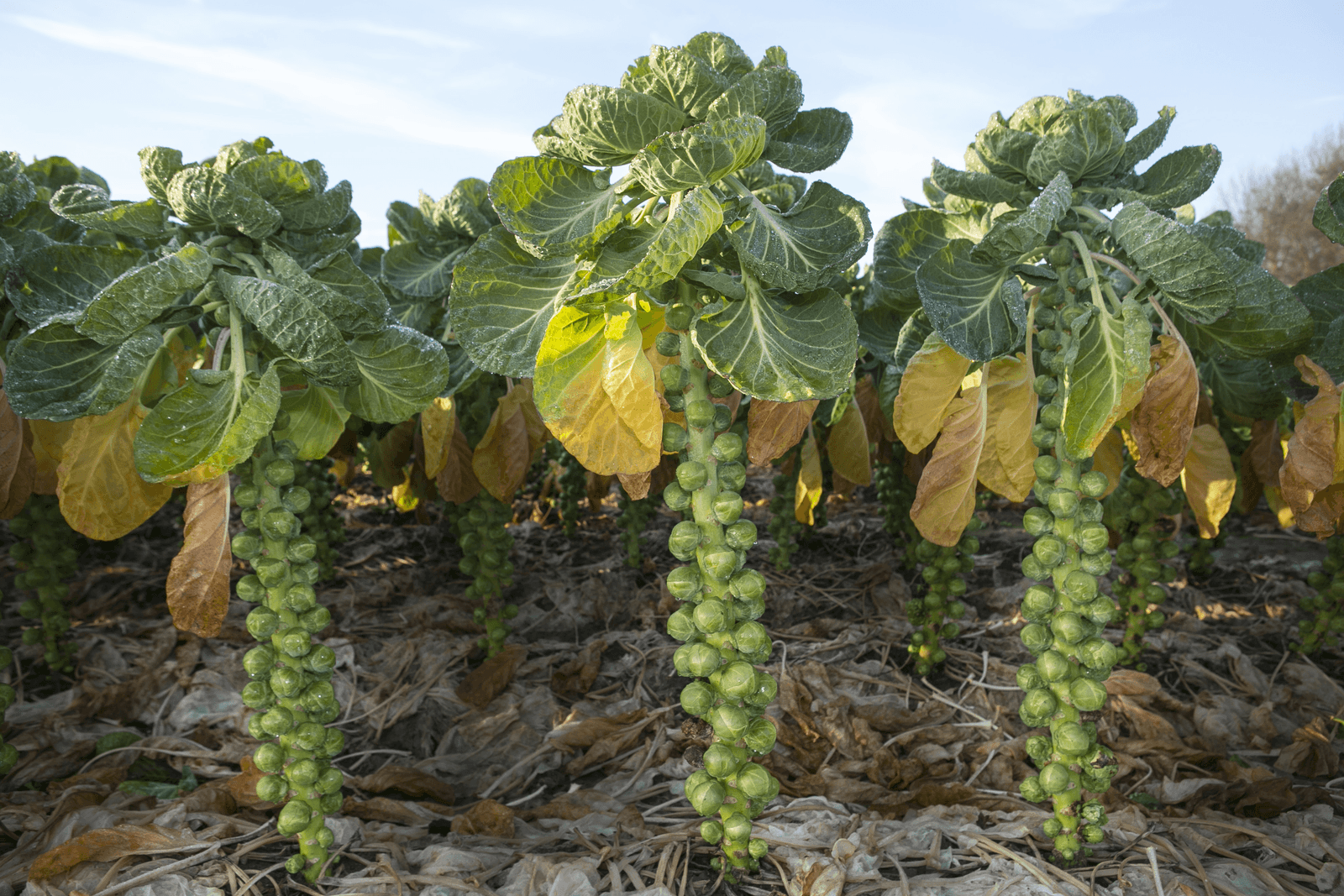 <em>Foto: Roel Dijkstra</em>