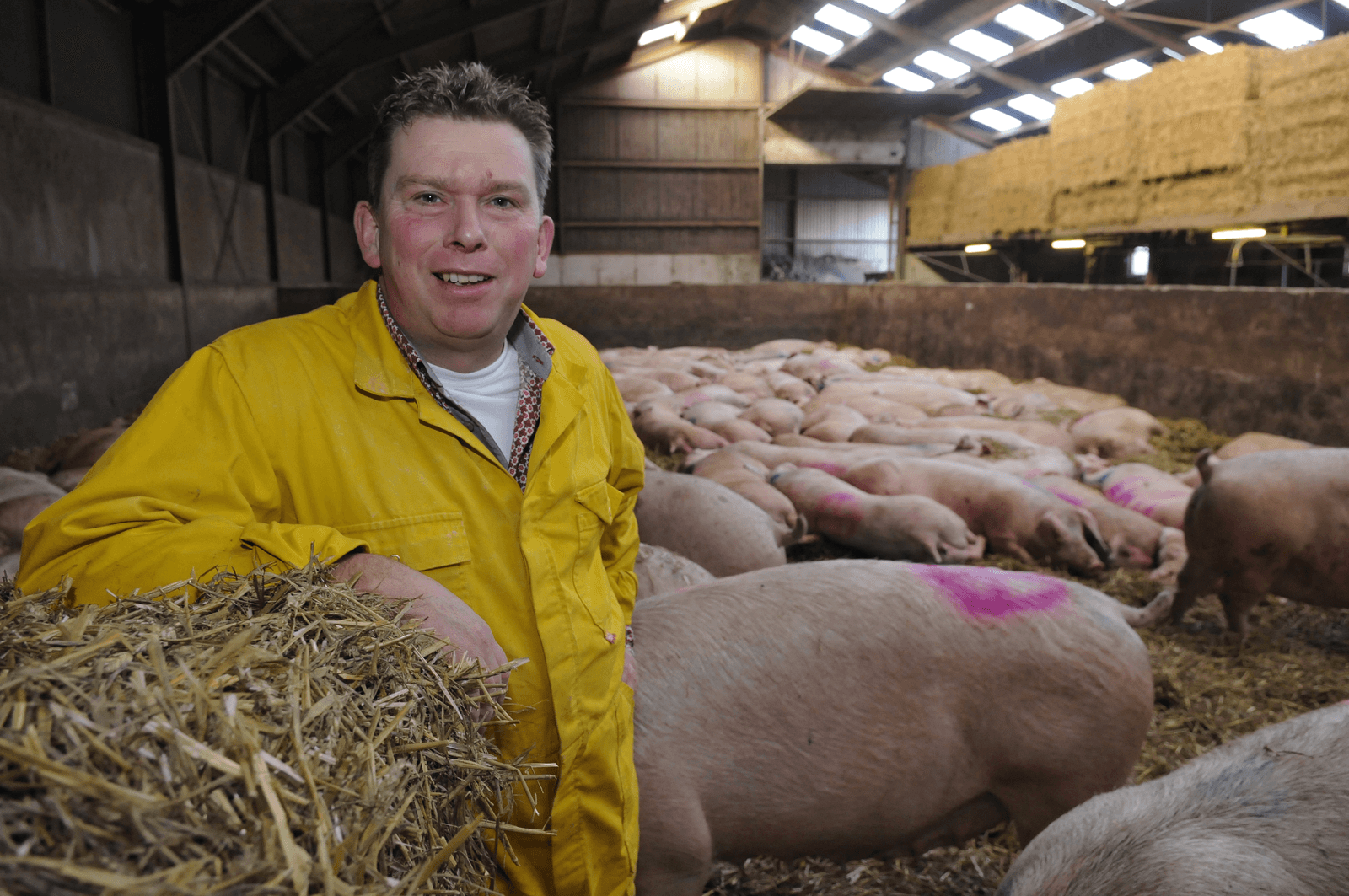 Topigs-voorzitter John Lorist, hier op de <em>foto</em> (van enige jaren geleden) op zijn eigen varkensbedrijf.</p> <p><em>Foto: Penn Communicatie</em>