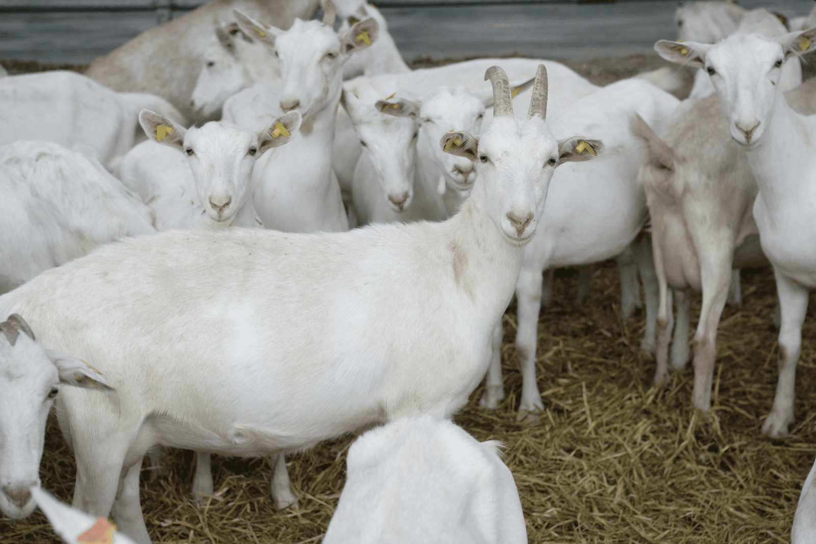 <em>Foto: Jan Willem Schouten</em>
