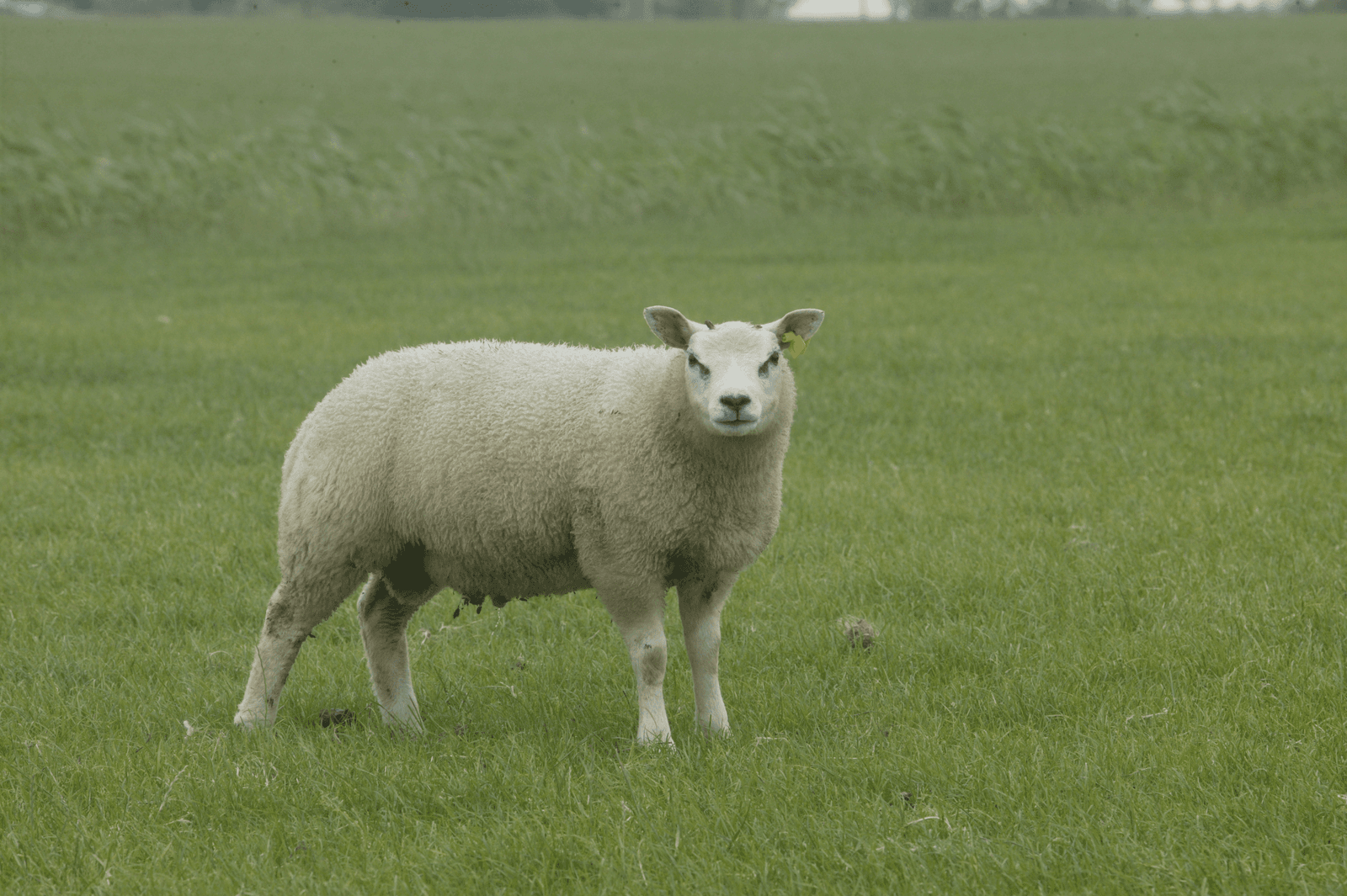 <em>Foto: Henk Riswick</em>