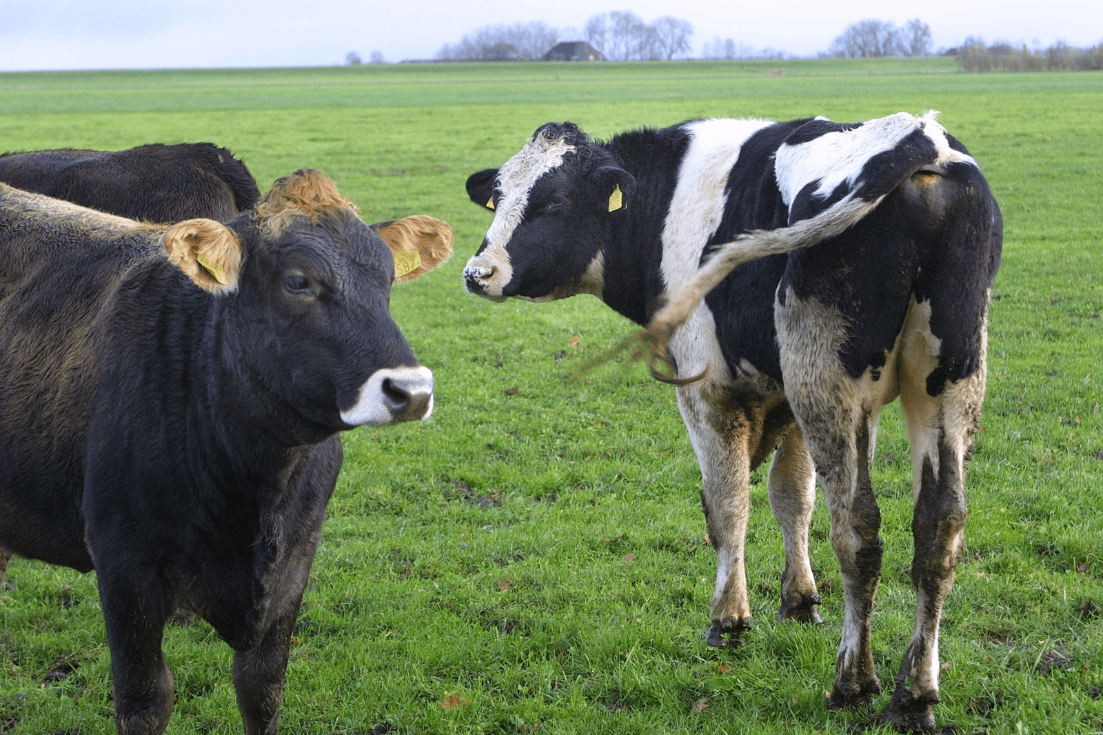 Holstein-stier met kruislingpink in de wei.</p> <p><em>Foto: Optima Foto</em>