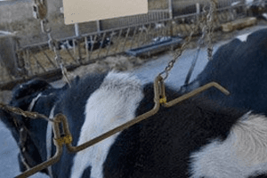Martijn van Dam, staatssecretaris van Economische Zaken, wil een verbod instellen op koetrainers.</p> <p><em>Foto: Boerderij</em>