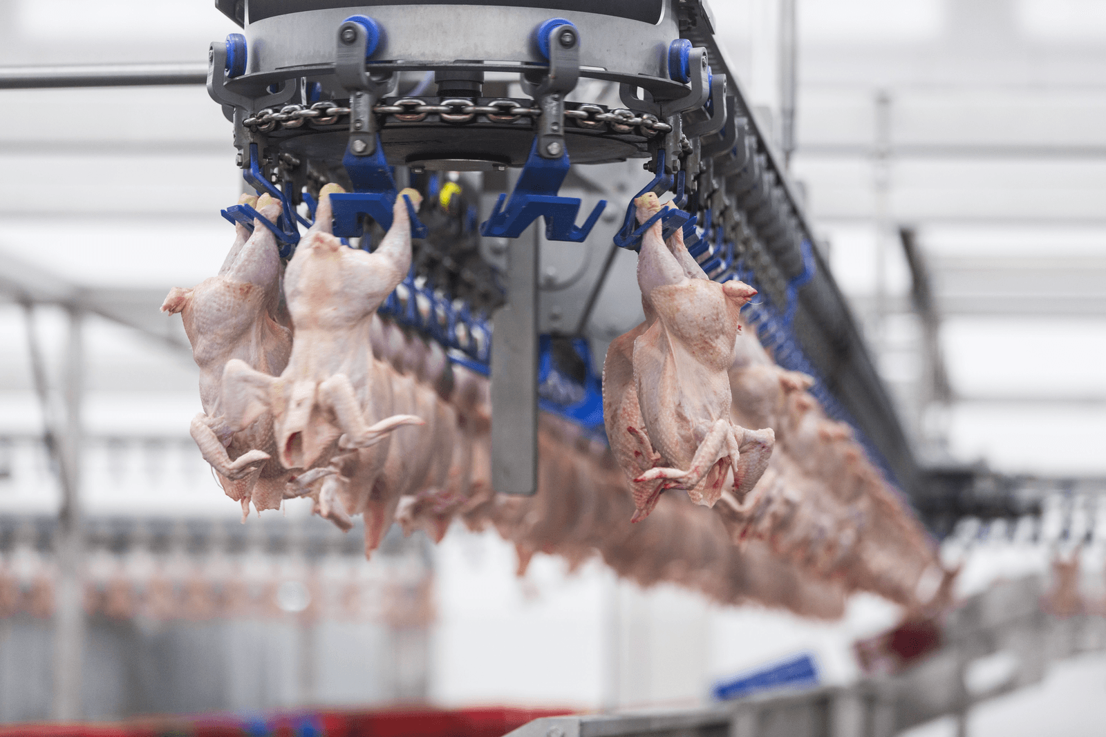 Salmonella-besmette koppels vleeskuikens moeten aan het eind van de slachtdag worden geslacht en het vlees moet worden gegaard, waar eigenlijk geen afzet voor is.<br /><em>Foto: Koos Groenewold</em>