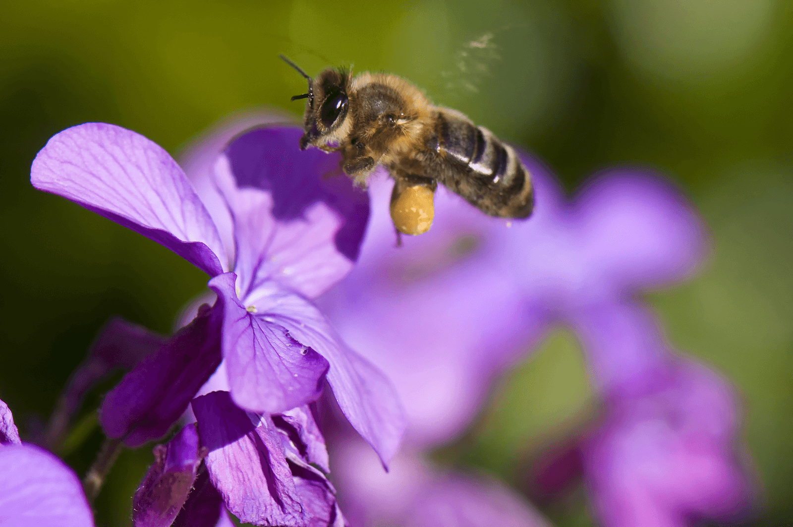 <em>Foto: Hans Hut</em>