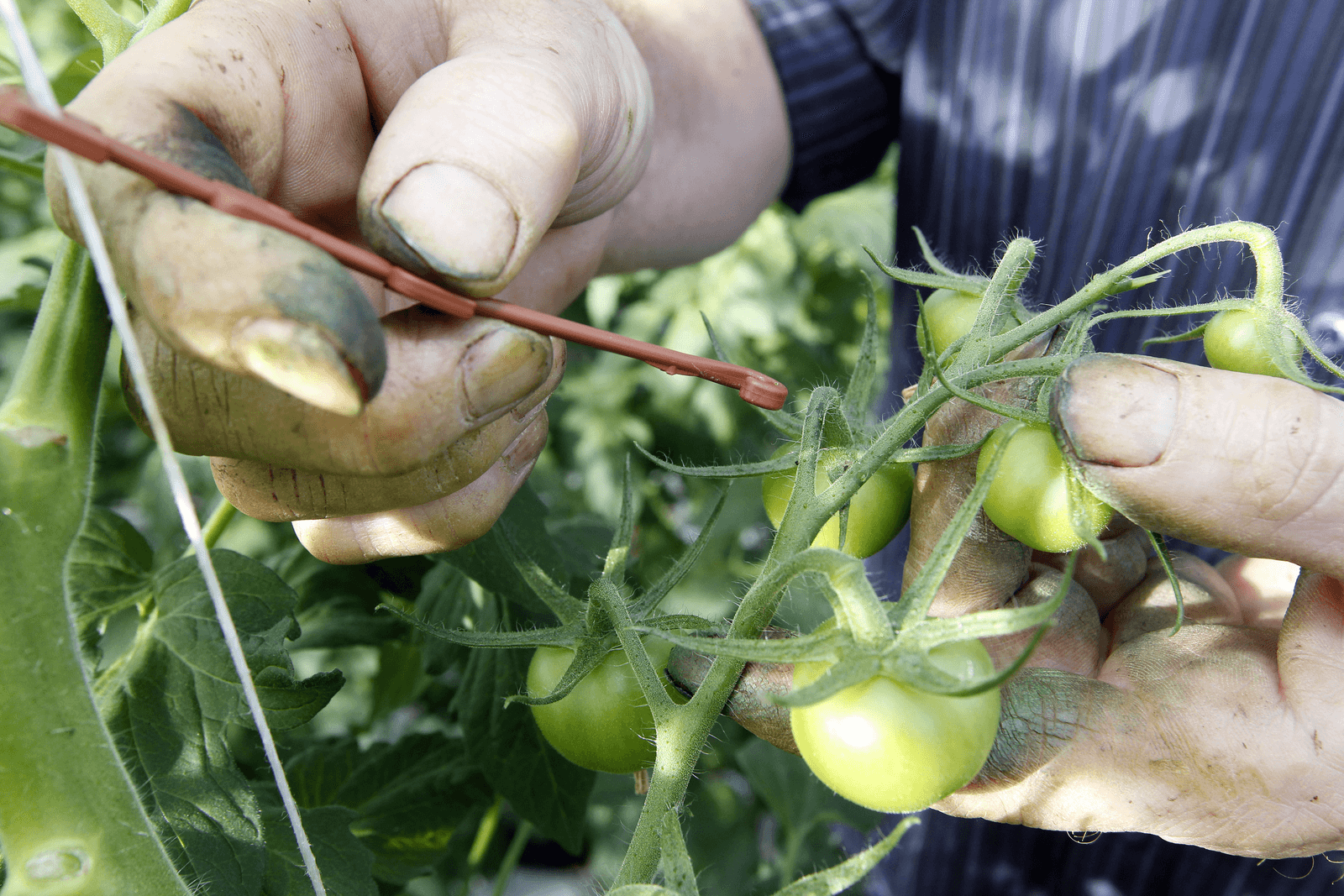 Kweken van tomaten.</p> <p><em>Foto: Bert Jansen</em>