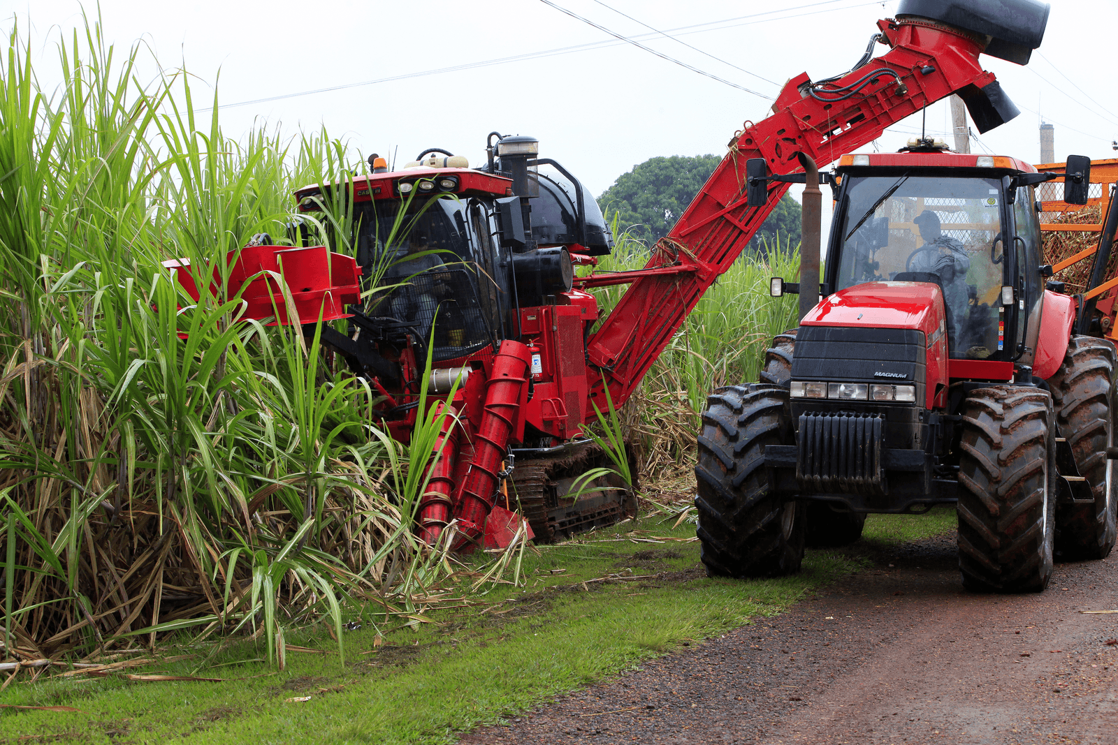 Oogst van suikerriet in Brazilië.</p> <p><em>Foto: Henk Riswick</em>