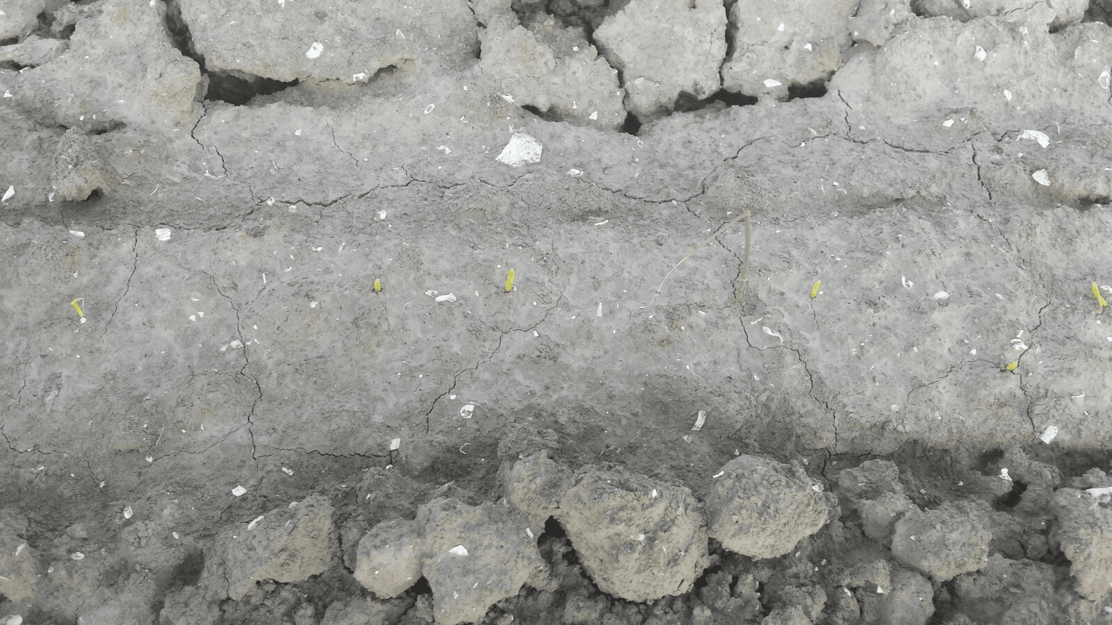 Eén nacht na het beregenen van een uienperceel met korstvorming staan er al flinke plantjes boven. Ter referentie: het grote plantje was al opgekomen.<br /><em>Foto: Paul Hooijman</em>