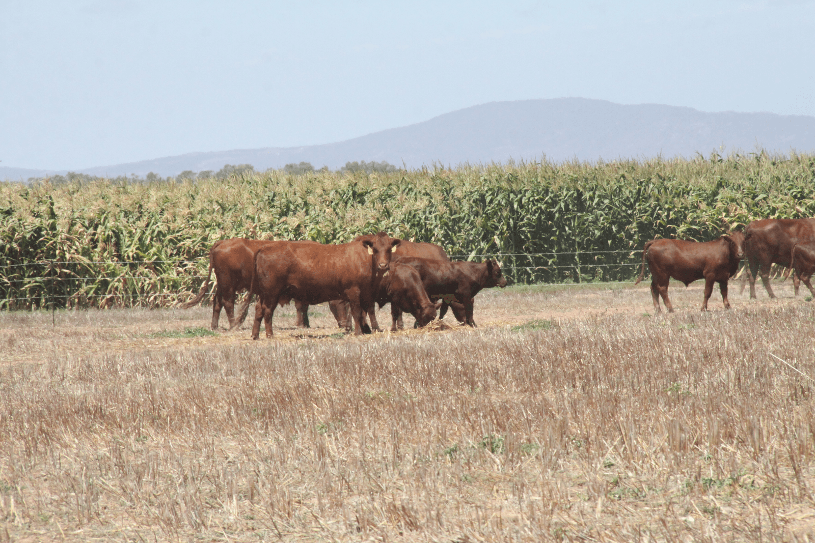 Te weinig geld voor klimaatslimme landbouw in Afrika