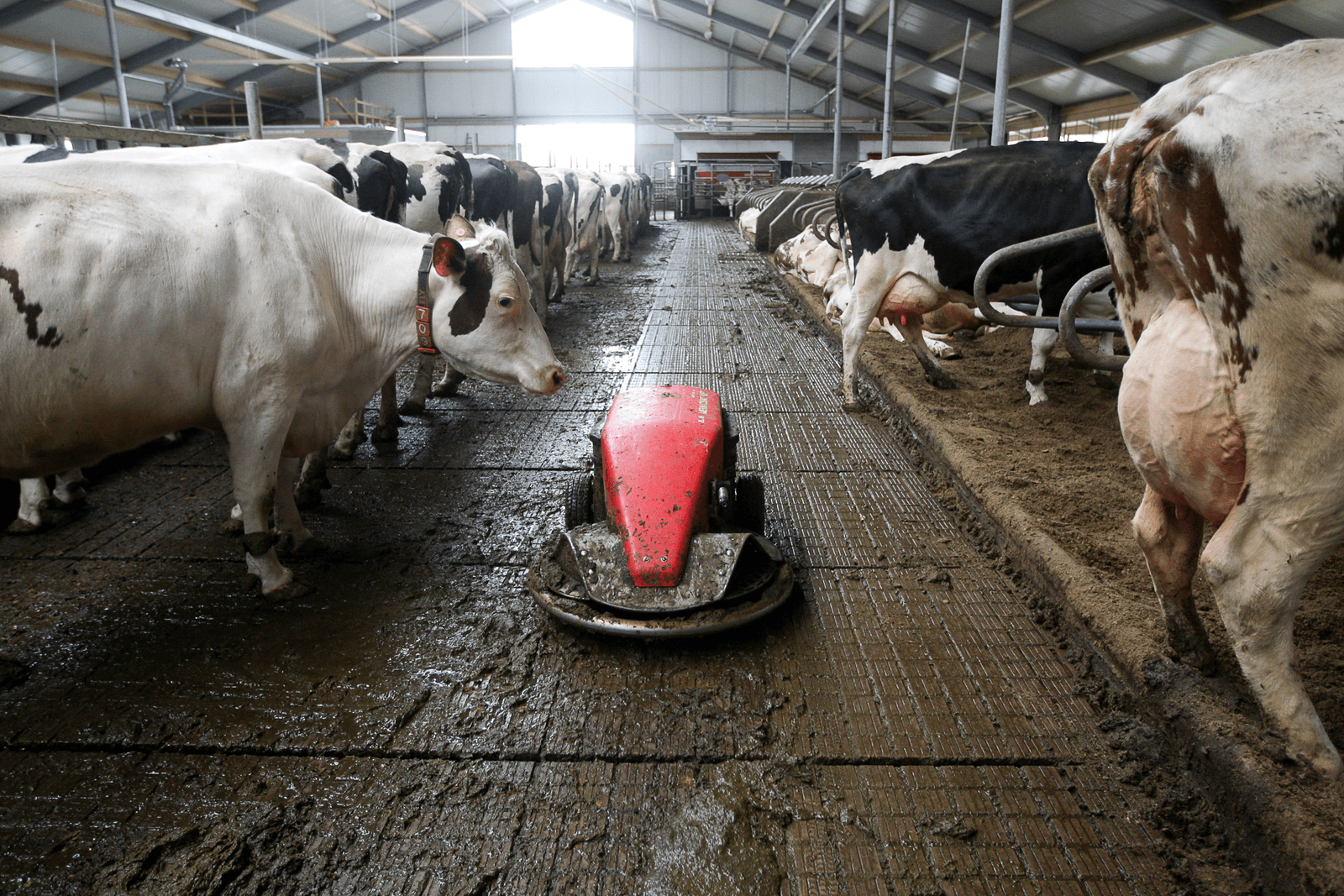 Runderen stoten veel methaangas uit.<br /><em>Foto: Ronald Hissink</em>