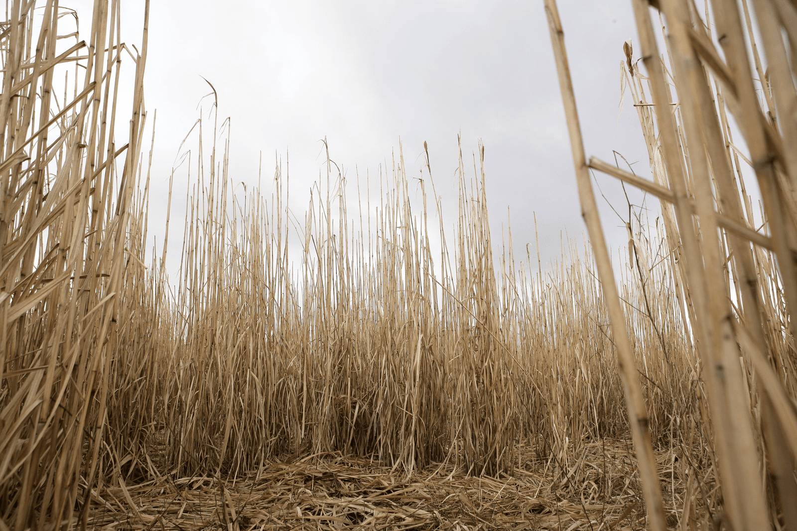 Olifantsgras, een gewas waarvan de teelt in de VS in aanmerking komt voor biomassasubsidie.</p> <p><em>Foto: Michel Zoeter</em>