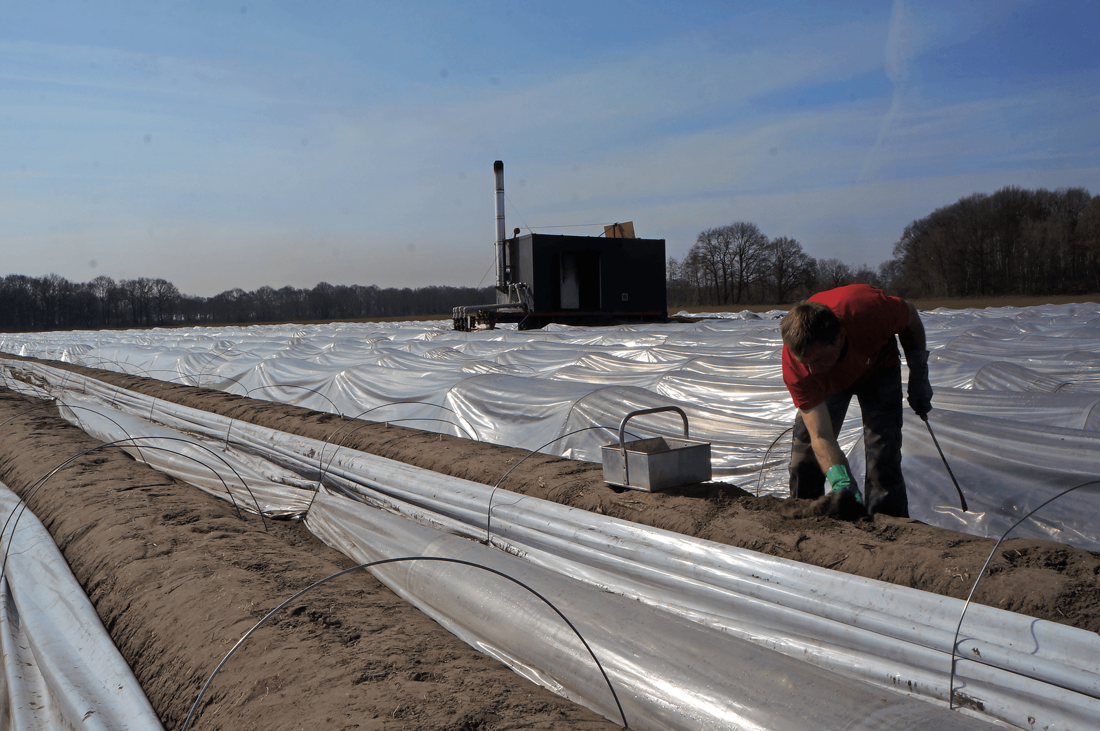 Antonio van Beek: "Voor ons is het mooi dat we in 2017 vanaf het begin van het seizoen in de kas asperge hebben, , via de verwarmde kas onder minitunnels en dan de onverwarmde. Dan weet je ook zeker dat je ze hebt, als de prijs goed is."<br /><em>Foto: Joost Stallen</em>