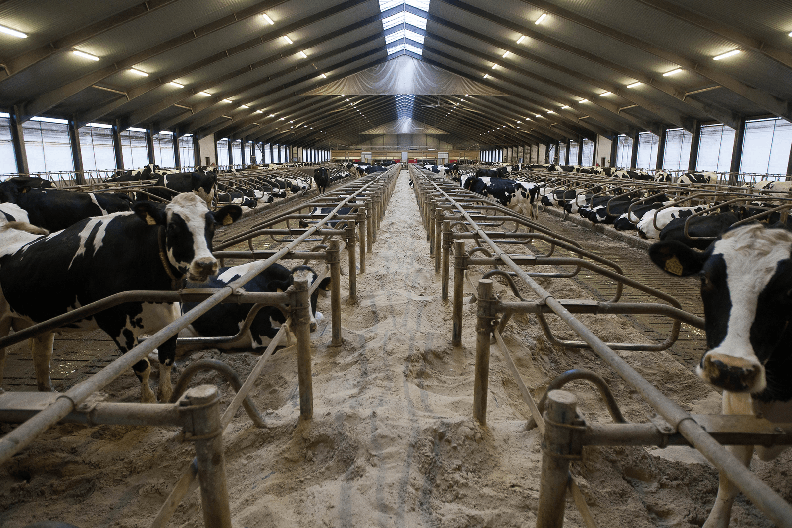 Van alle Deense sectoren draait de melkveehouderij het slechtst met een negatief resultaat van ¬ 	 55.000 per bedrijf.</p> <p><em>Foto: Ronald Hissink</em>