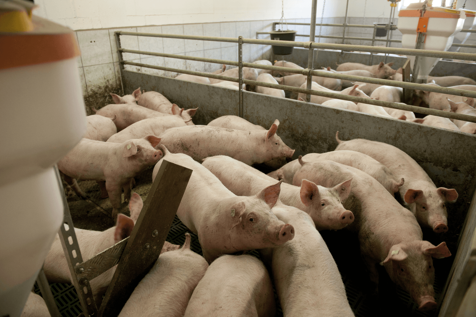 Nakomelingen van de db.77-eindbeer.<br /><em>Foto: Mark Pasveer</em>