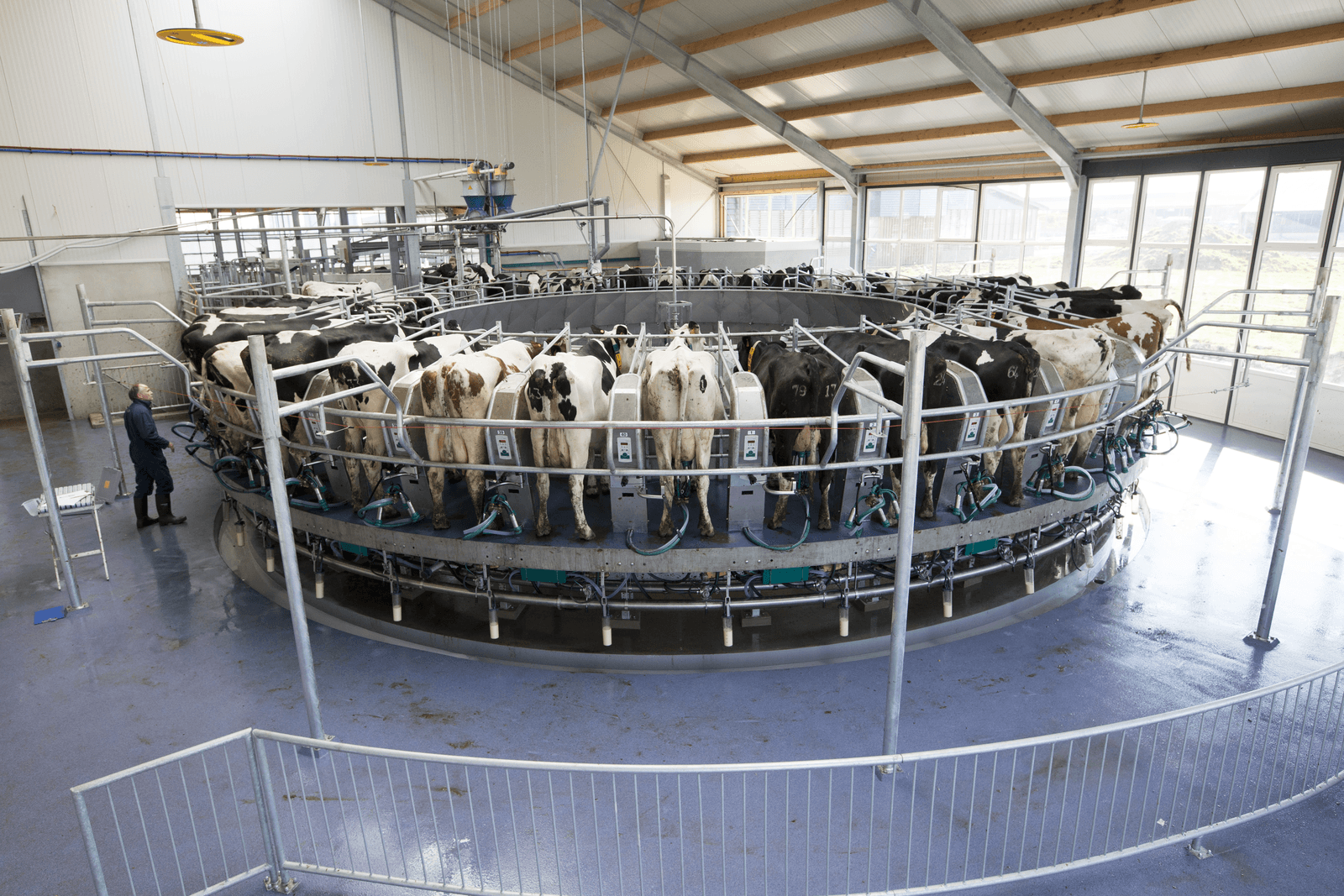 'Let op gebruik hormonen in zuivel'