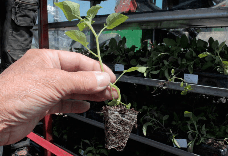 Hybride aardappelen op perceel uitgeplant