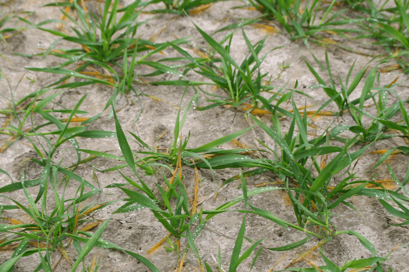 Gele roest in wintertarwe.<br /><em>Foto: Bayer CropScience</em>