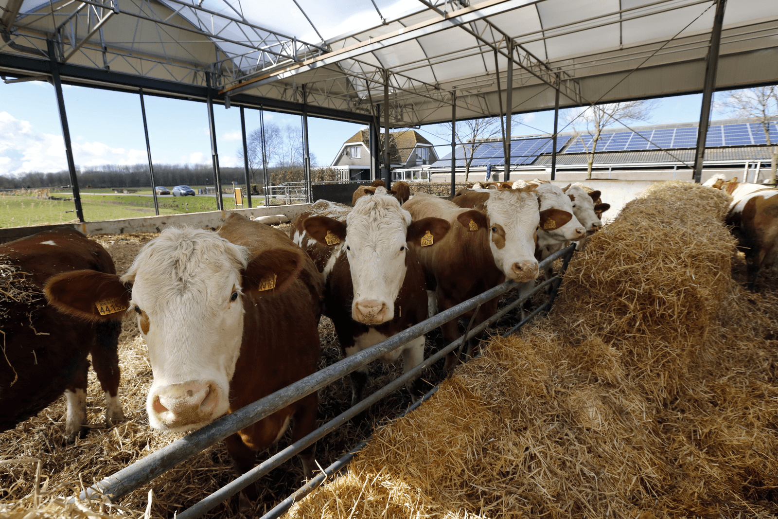 Biologisch-dynamisch melkveebedrijf in Delfgauw (Z.-H.). Skal telde in 2015 de meeste biobedrijven sinds 2010.</p> <p><em>Foto: Roel Dijkstra</em>