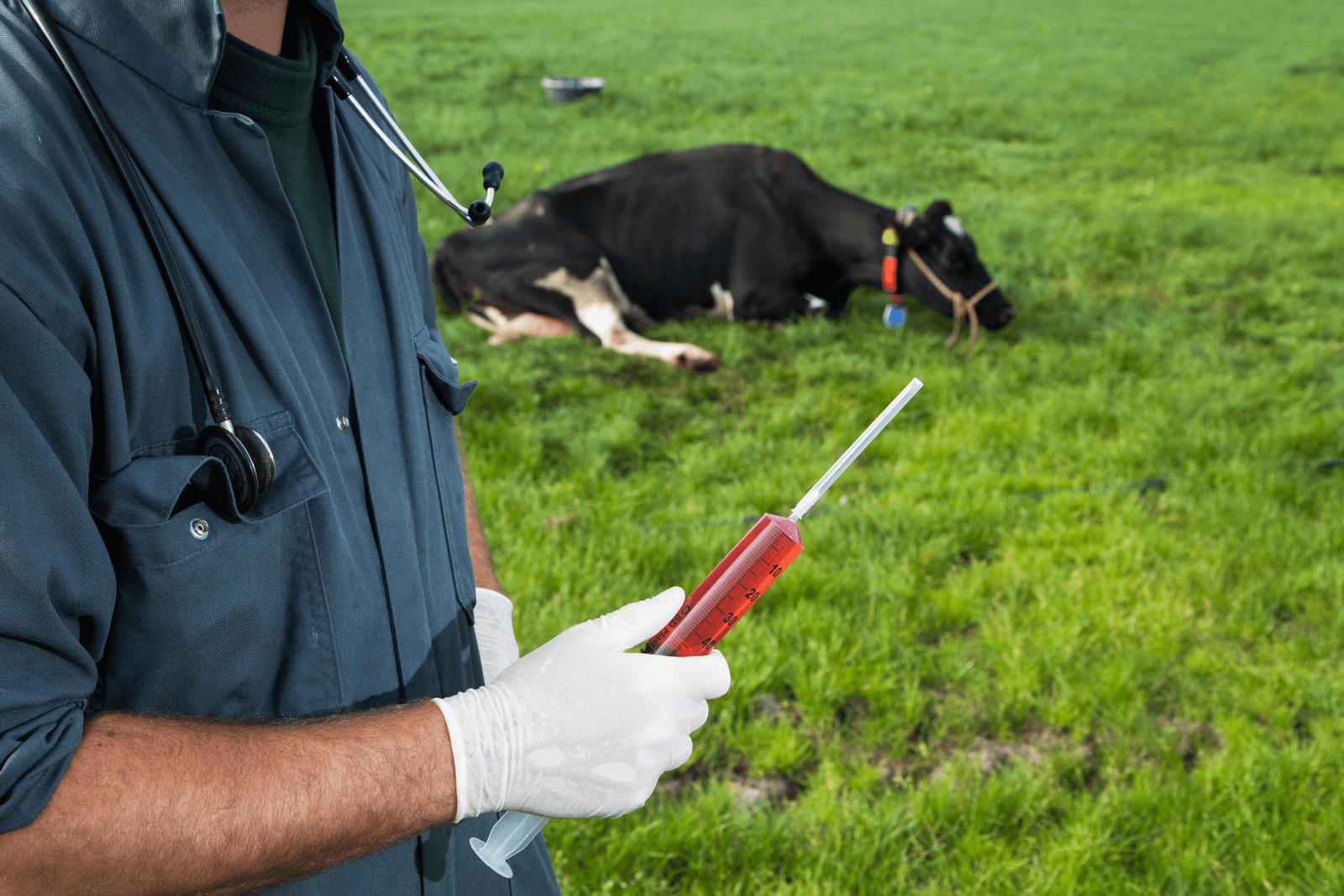 Een dierenarts gaat een koe euthanaseren. Dit is overigens niet bij het Brabantse veebedrijf, waar een koe zou zijn geschopt en aangereden en waar de betreffende boer is gearresteerd wegens dierenmishandeling.</p> <p><em>Foto: Herbert Wiggerman</em>