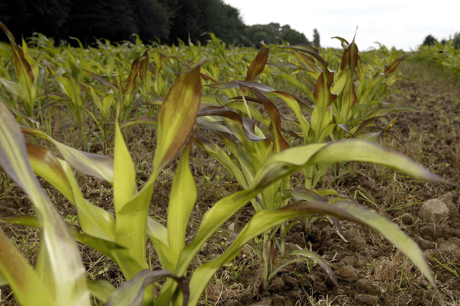 Typische paarsverkleuring van mais bij fosfaatgebrek.<br /><em>Foto: Hans Prinsen</em>