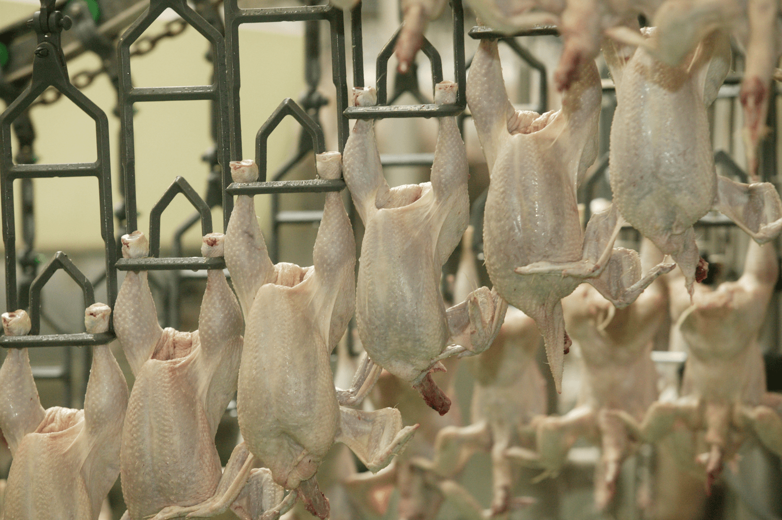 <em>Foto: Henk Riswick</em>