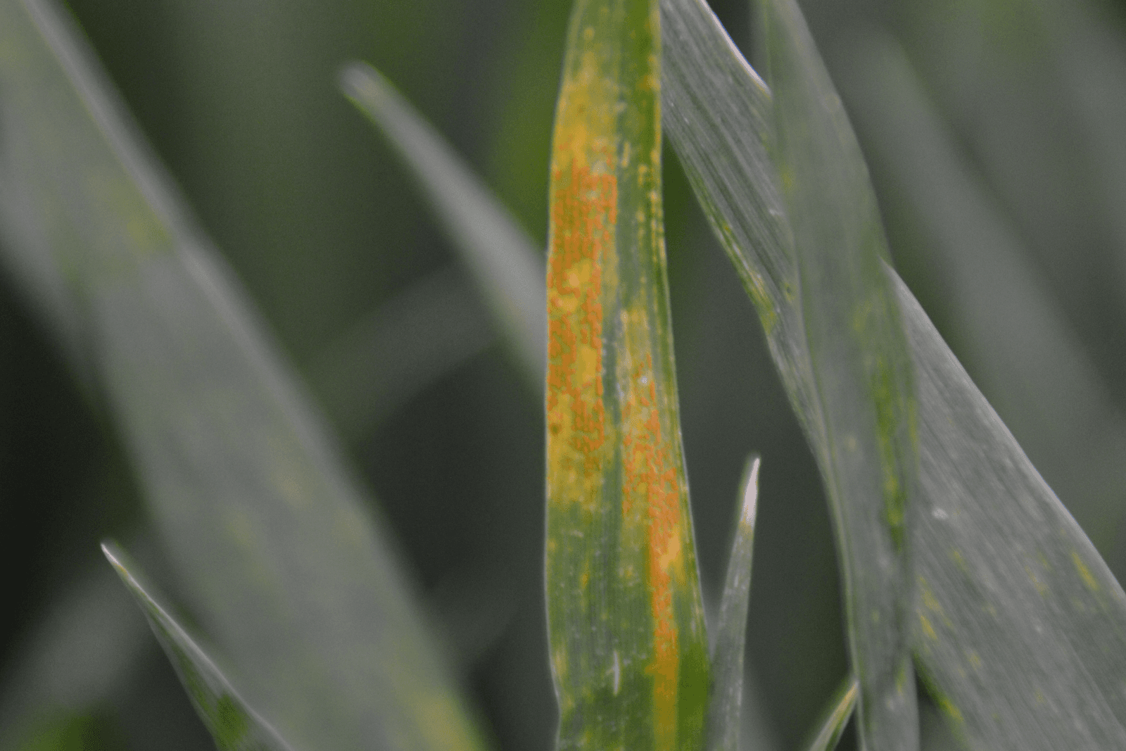 Gele roest wordt op nieuw, onbeschermd blad aangetroffen.<br /><em>Foto: Bayer CropScience</em>