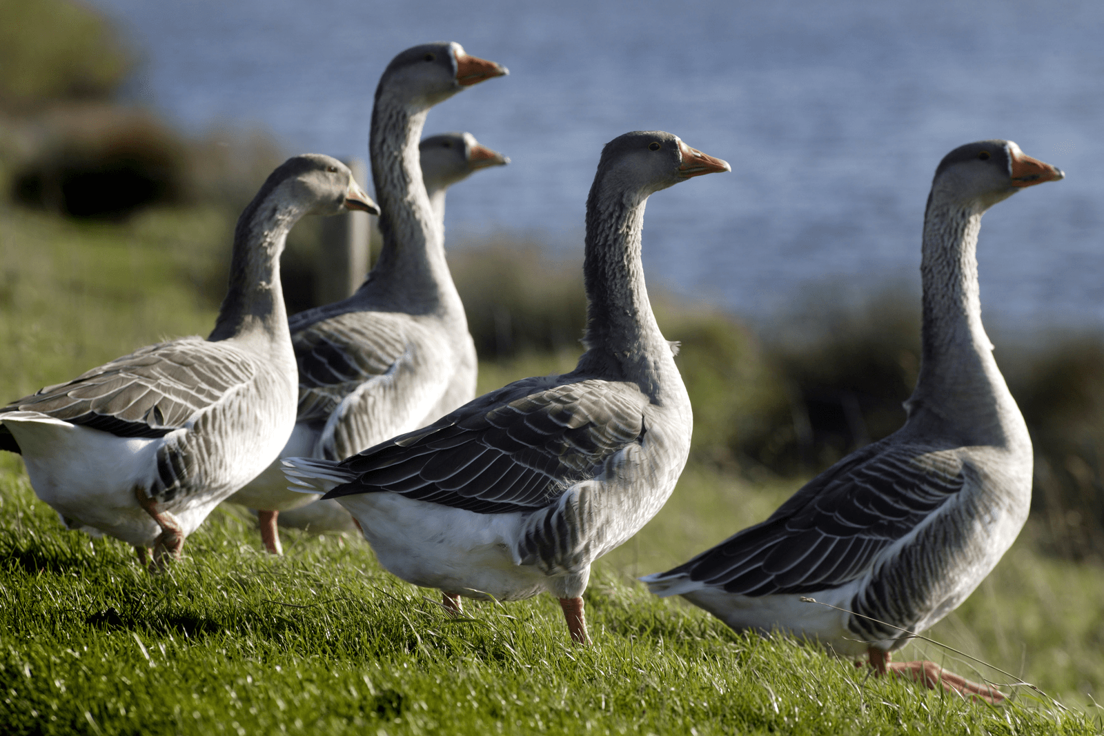 <em>Foto: Hans Prinsen</em>
