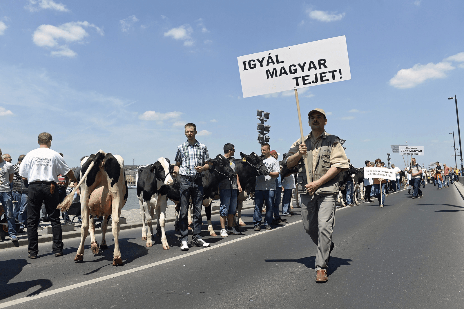 Hongaarse melkveehouders protesteren tegen de lage melkprijzen. Op het bord staat 'Drink Hongaarse melk!'.<em><br />Foto: EPA</em>